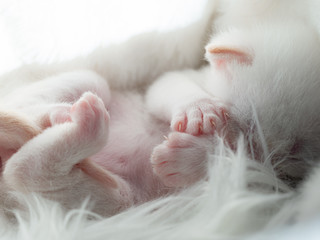 Newborn British Longhair White Kittens Sleeping on a Plaid