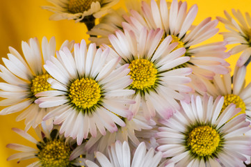 Very close up of little daisies flowers on bright yellow background
