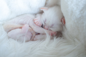 Newborn British Longhair White Kittens Sleeping on a Plaid