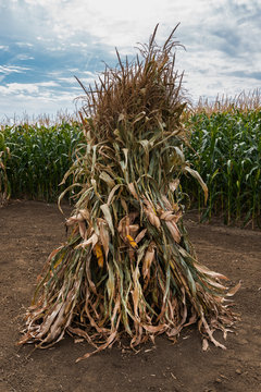 Corn Stalk Bundle In Cultivated Maize Crop Field