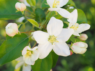 White flowers of an apple tree close-up. Petals, pistils, stamens, green foliage. Blooming fruit tree in spring. Illustration about the end of winter and the beginning of summer. Macro