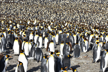 King penguins at Saint Andrew's Bay, South Georgia Island
