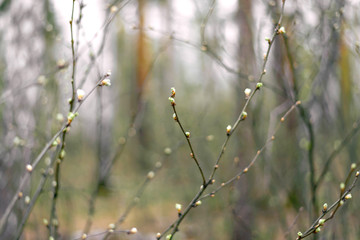 Tree branch with first spring leaves in the forest at sunny spring day. Concept of the spring season. Background.