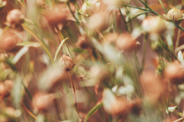Linseed or common flax crop capsules close up