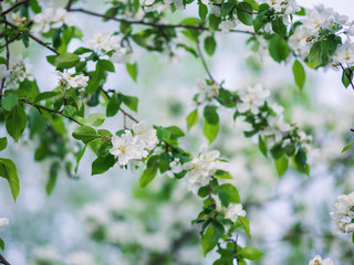 Spring blooming in the orchard background