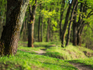 Spring green forest by the river background with copy space