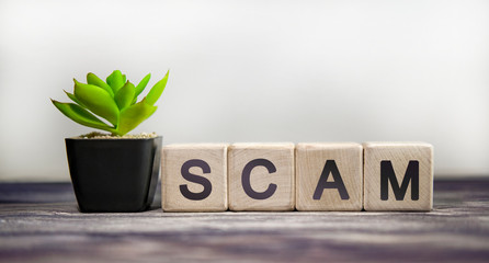 SCAM - business concept on a white background. Wooden cubes with green flower