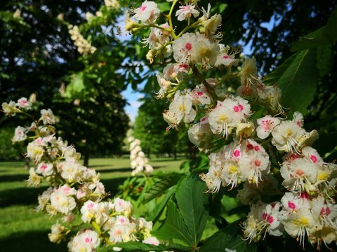 Kastanienbl&uuml;ten