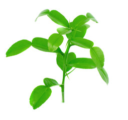 kaffir lime leave isolated on white background
