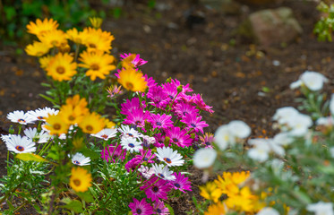 Obraz premium Colorful flowers in a bright lush garden in sunlight in spring