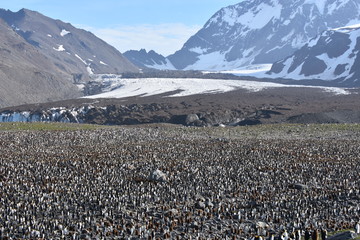 King penguin colony near Saint Andrew's Bay, South Georgia Island