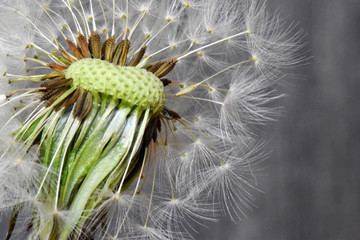 Closeup of a dandelion – can be used as a background