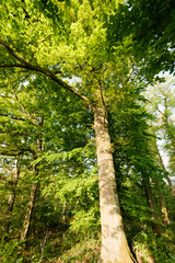 Panorama of a beautiful and peaceful outdoor morning scene with sunshine forest trees in a wild wood nature. Green forest in spring with bright sun shining through the trees, near Weinheim in Germany