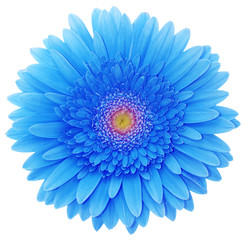 blue flower isolated on white