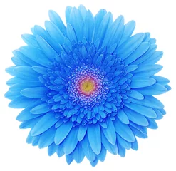Tuinposter blue flower isolated on white © Alekss