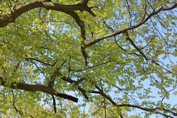 green leaves against blue sky