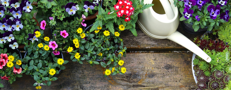 Outdoor spring gardening plants with white water can on old wood table.