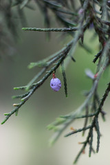 thuja berry forest macro