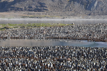 King penguin colony near Saint Andrew's Bay, South Georgia Island