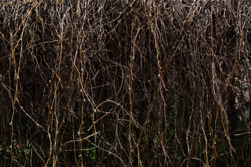 A wall covered with vine green leaves. Natural background from climbing plant. Vertical gardening. dried up.
