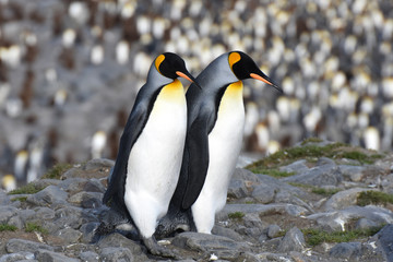 King penguins at Saint Andrew's Bay, South Georgia Island