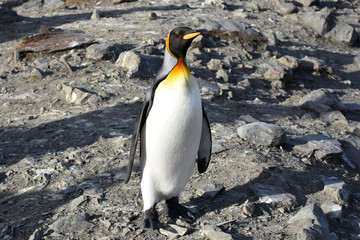 Fototapeta premium King penguins at Saint Andrew's Bay, South Georgia Island