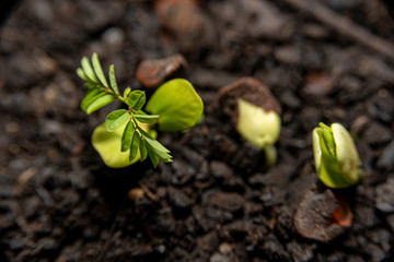 birth of a child flamboiam seed