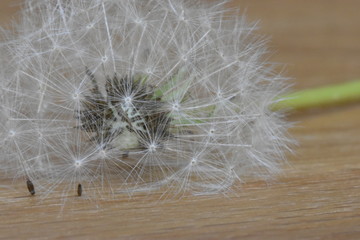Closeup of a dandelion &ndash; can be used as a background