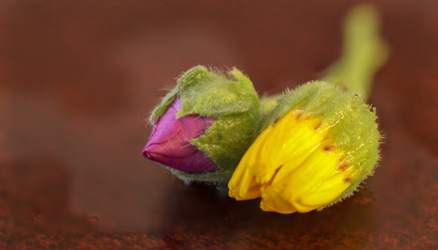 lavatera cretica portakal nergisi macro photo
