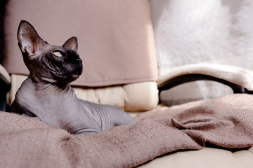 Grey Canadian Sphynx lying on an armchair. Cat sleeping and looking in the sun. Top horizontal view copyspace pet care concept