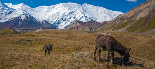 Beautiful landscape of mountain snowy peaks. Hilly area. Couple of grazing donkeys.