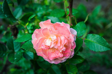 Blooming roses in the garden. selective focus. Shallow depth of field.