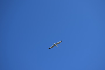Fototapeta na wymiar Seagull flying in the sky over the sea