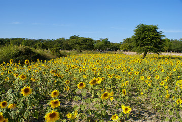 Field of small sunflowers in Myanmar.