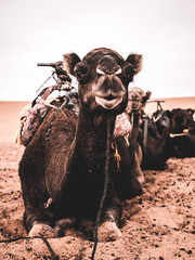Image of a dromedary seated in line on the sand of the Sahara Desert waiting for a ride to through the desert