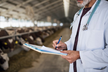 Unrecognizable veterinary doctor working on diary farm, agriculture industry.