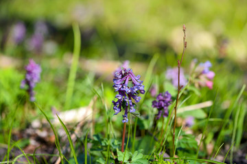 Hollowroot (in Latin: Corydalis cava) blooms in the forest