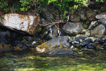 Penguins in New Zealand