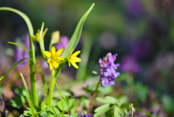 Yellow star of Bethlehem (Gagea lutea) in the spring forest