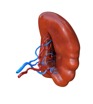 Human spleen isolated on white background, 3D illustration