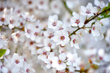 White flowers of Prunus cerasifera. Natural background