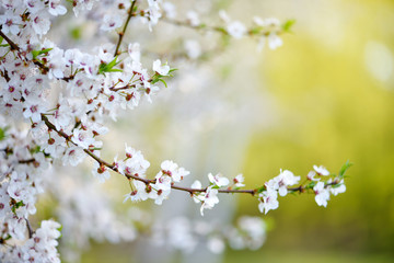 White flowers of Prunus cerasifera. Natural background