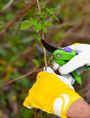 Spring pruning the bush. Hands of gardener in gloves with secateur