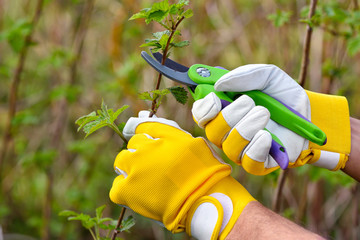 Spring pruning the bush. Hands of gardener in gloves with secateur
