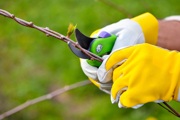 Spring pruning the bush. Hands of gardener in gloves with secateur