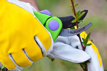Spring pruning the bush. Hands of gardener in gloves with secateur
