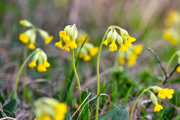 Primula veris (Сowslip) at garden grass in spring