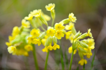 Close up of Primula veris (Сowslip) at garden grass in spring