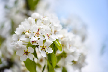 Flowers bloom on a branch of pear against blue sky