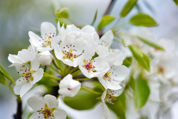 Flowers bloom on a branch of pear against nature background